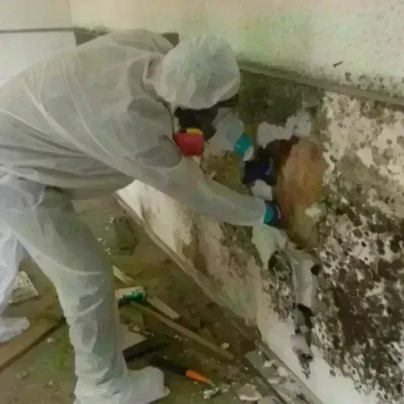 Mold Remediation and Removal in Mulberry, NC